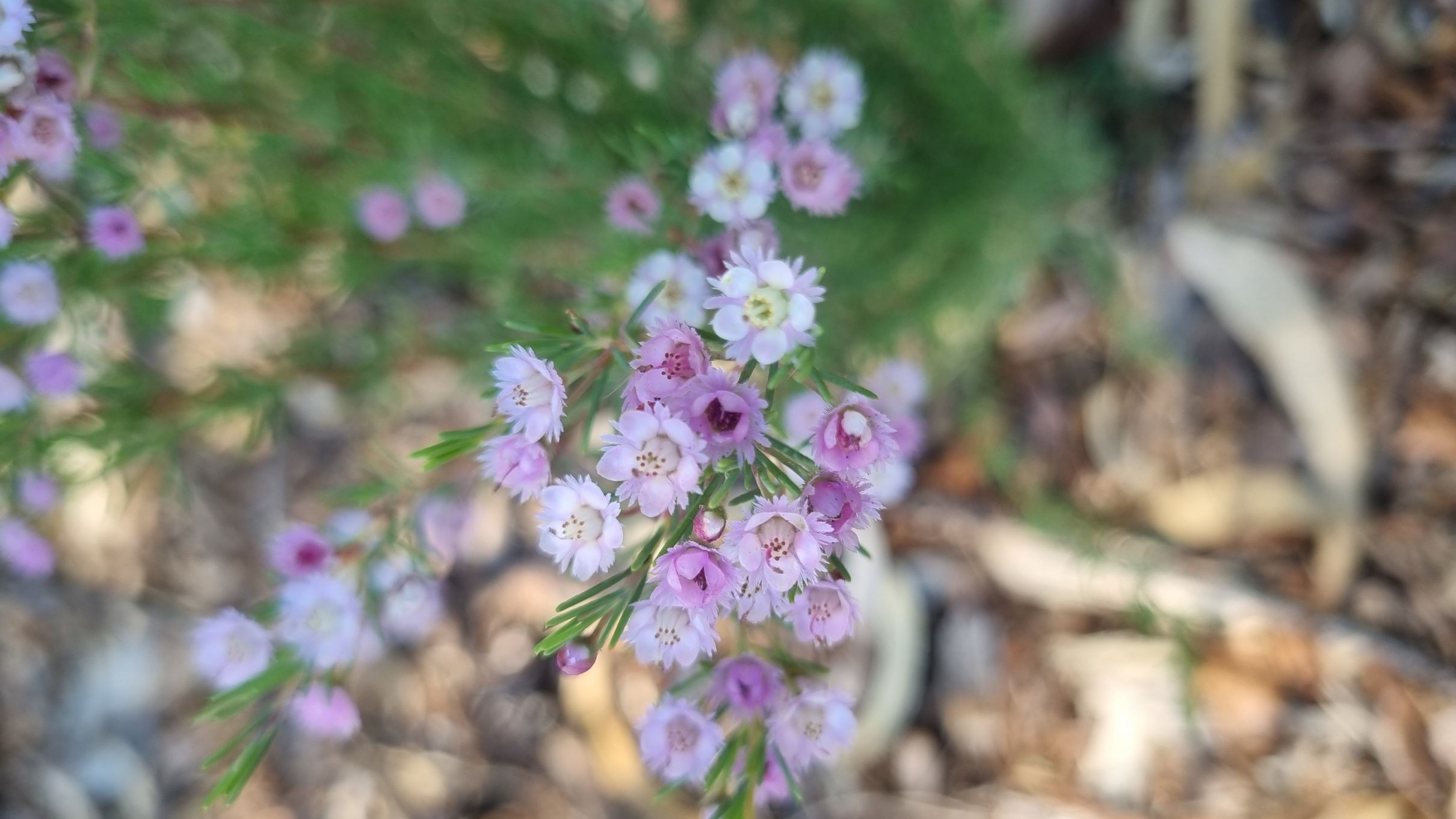 plumosa var ananeotes